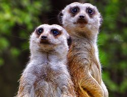 Friends - JeffKorhan.com