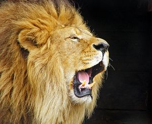 2010Sep9_Lion 2010Sep9_Lion