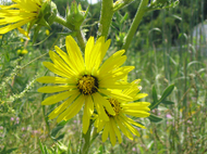 Prairieplant