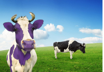 Purple Cow